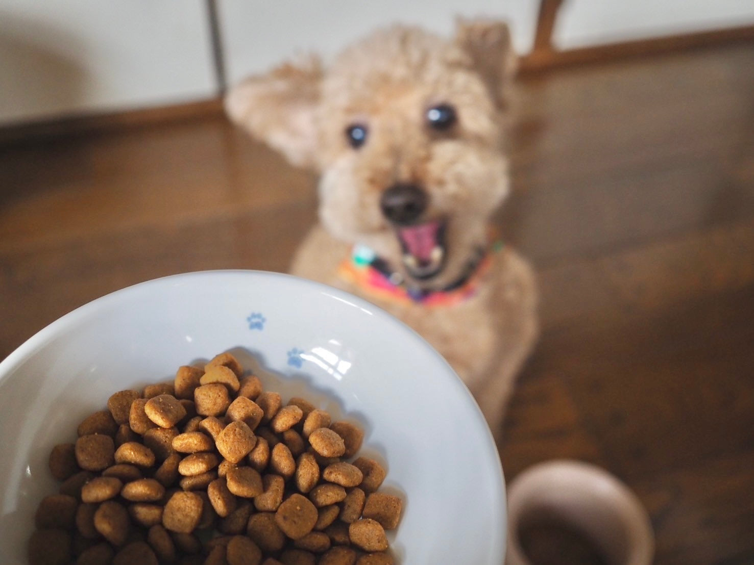 小型犬の食事の際の悩みを『かたむけていぬ茶碗』でどこまで解決できる