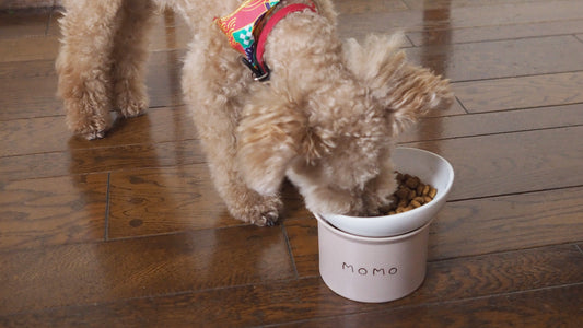 犬用食器に陶磁器製を選ぶ理由とは?メリット・デメリットを徹底解説!