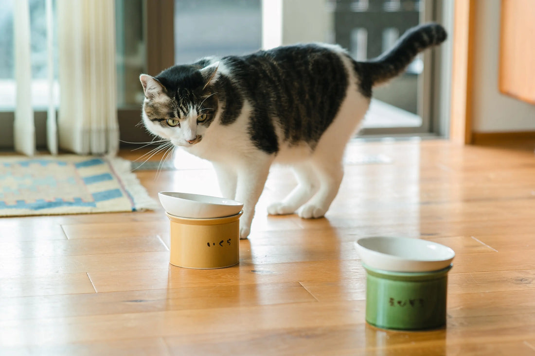 【飼い主さんへ】猫がご飯を食べなくなったらどうする？？試して欲しい『かたむけてねこ茶碗』