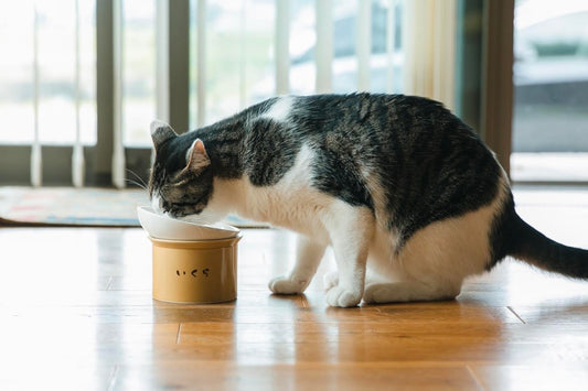 首の負担を軽減できる高さのある猫用食器のおすすめと選び方