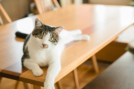 【6月猫にまつわる日】猫をハグする日＆膝に乗せる日♡ 愛猫への最高の愛情表現は「毎日の健康」を贈ること〜かたむけてねこ茶碗〜