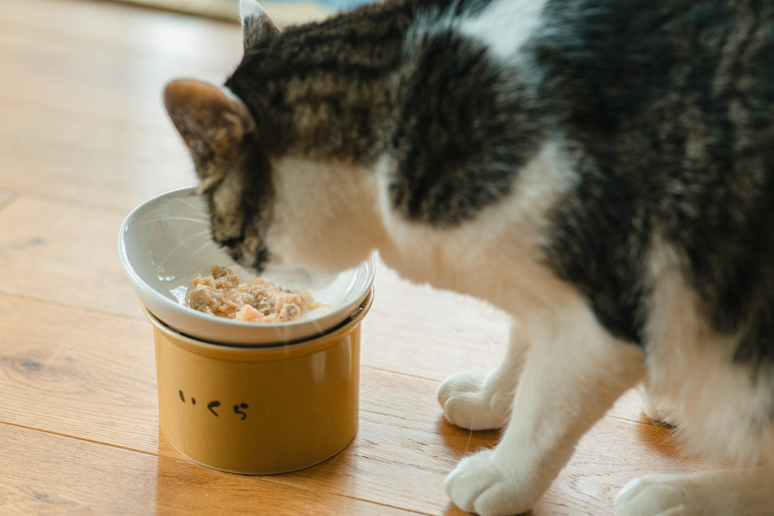 猫用食器は一生使えるものを！子猫からシニアまで快適に食べられる『かたむけてねこ茶碗』【購入者レビューあり】