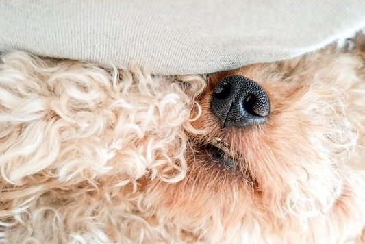 犬の口周りが赤い・かゆい原因はフードボウル？素材別にわかるアレルギー対策