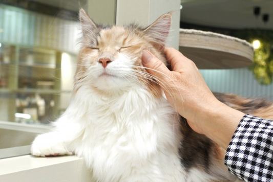 【2026年最新】愛知・岐阜・三重・静岡の猫カフェ・猫グッズショップまとめ 営業時間・定休日・公式URL一覧