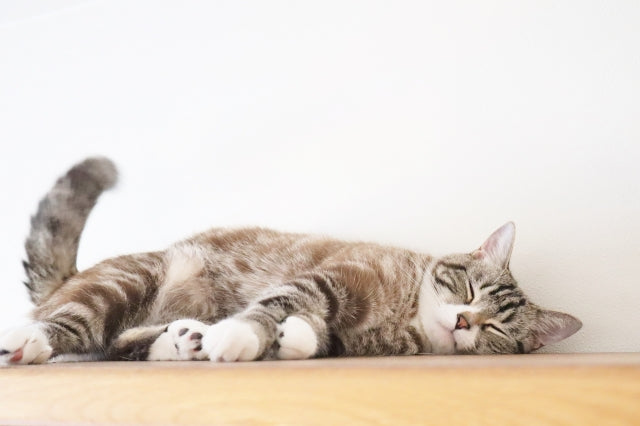 【10月・11月の猫の日まとめ】秋の記念日と、愛猫のご飯タイムを快適にするおすすめフードボウル