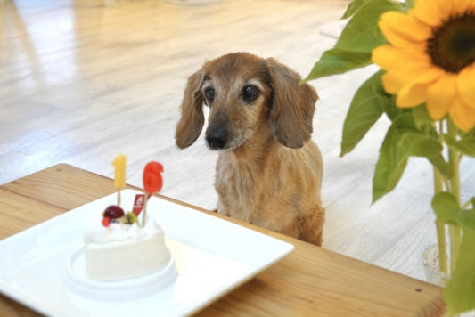 【特別版第1話】シニア犬がごはんを食べやすい食器とは？楽天レビューでわかった「完食できる器」の秘密